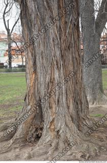 wood tree bark 0007